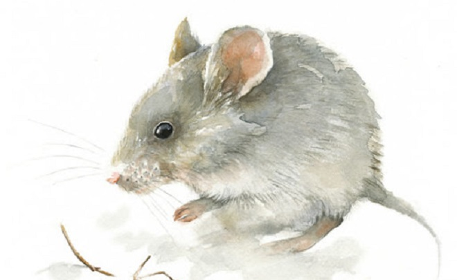 Tử vi hôm nay 12/10 của 12 con giáp: Tuổi Ngọ hao tài, tiền dễ 'đội nón ra đi' - 1