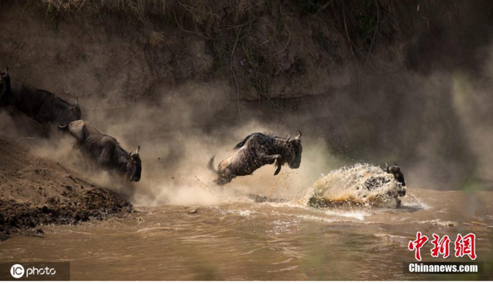 Cá sấu ngấm ngầm phục kích, lao vào đánh úp khi đàn linh dương xuống nước - 2