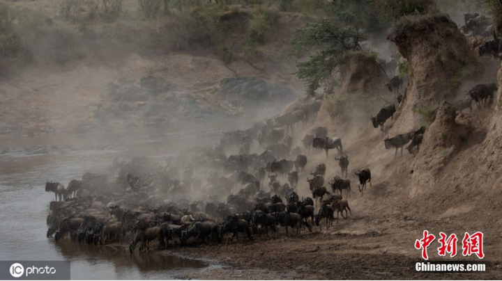 Cá sấu ngấm ngầm phục kích, lao vào đánh úp khi đàn linh dương xuống nước - 1