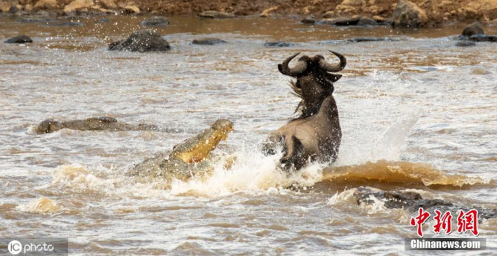 Cá sấu ngấm ngầm phục kích, lao vào đánh úp khi đàn linh dương xuống nước - 3