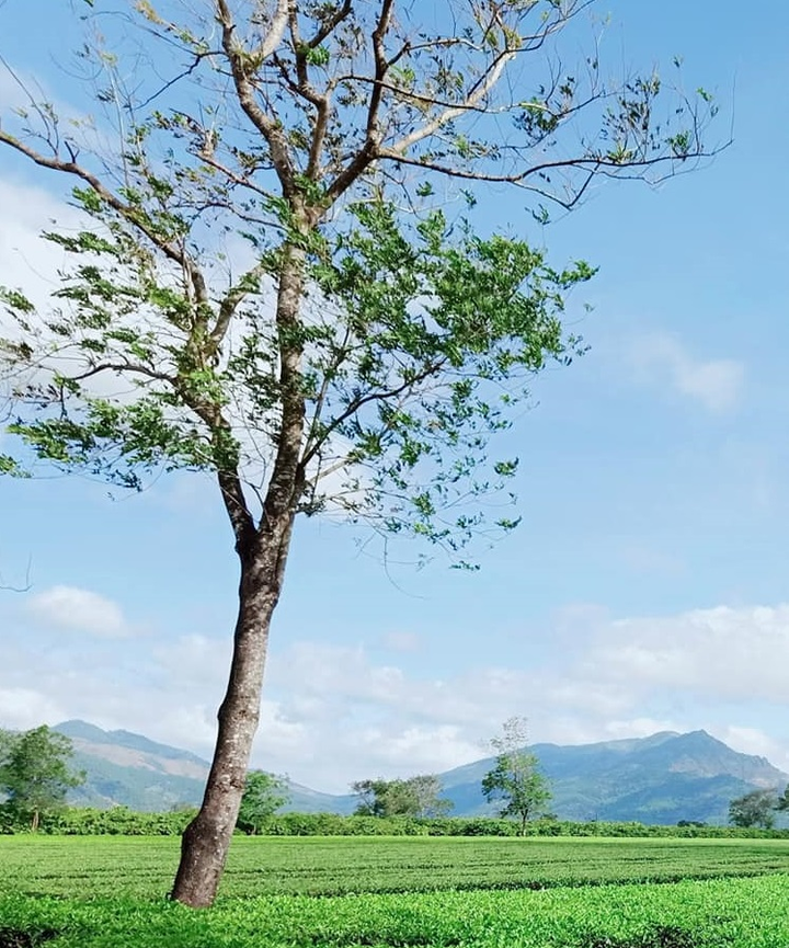 Có một Tây Nguyên xanh mát - 2
