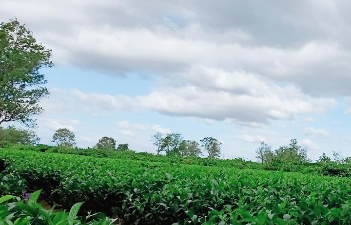 Có một Tây Nguyên xanh mát - 7