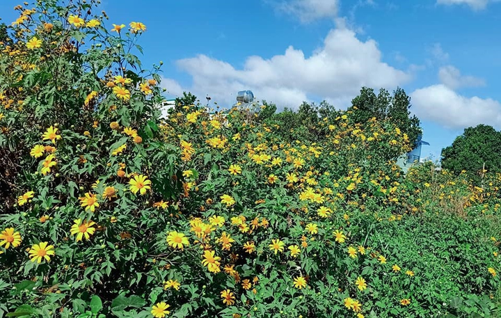 Có một Tây Nguyên xanh mát - 8