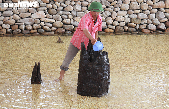 Khu bảo tồn bãi cọc Cao Quỳ ở Hải Phòng ‘lột xác’ sau gần 1 năm phát lộ - 8