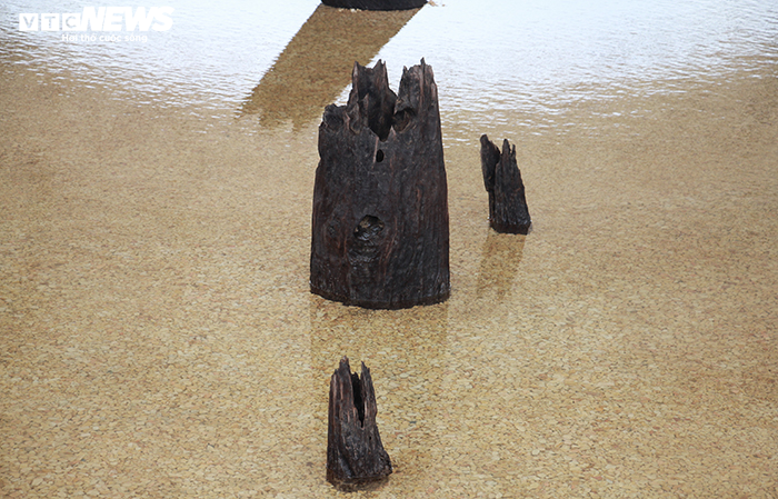 Khu bảo tồn bãi cọc Cao Quỳ ở Hải Phòng ‘lột xác’ sau gần 1 năm phát lộ - 9