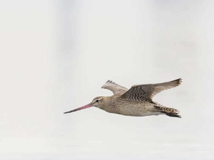 Chim khỏe như máy bay phản lực, bay không ngừng nghỉ 12.000 km - 1
