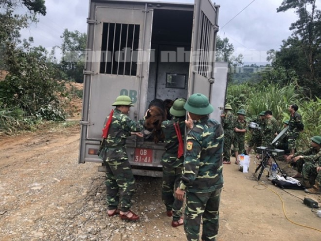 Đưa chó nghiệp vụ tìm kiếm người mất tích trong vụ sạt lở kinh hoàng ở Huế - 1