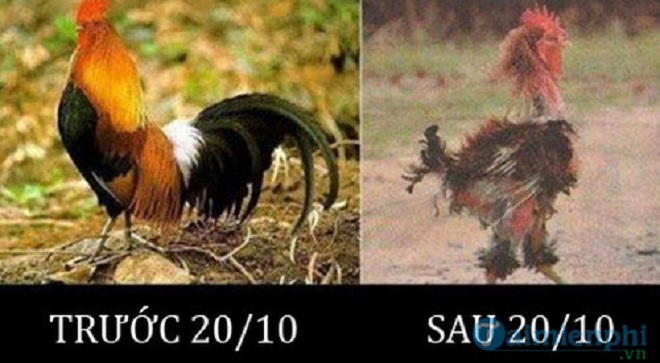 Ảnh chế 'bá đạo' về ngày 20/10 khiến dân mạng cười lăn - 10