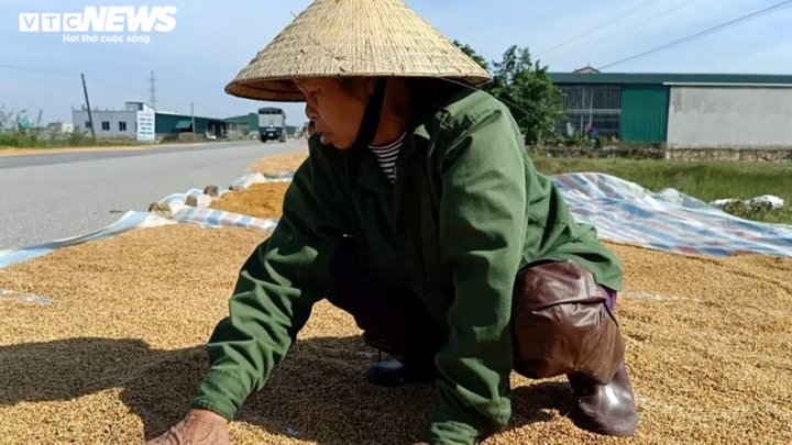 Người dân vùng lũ Hà Tĩnh xót xa nhìn thóc nảy mầm trắng xóa - 1