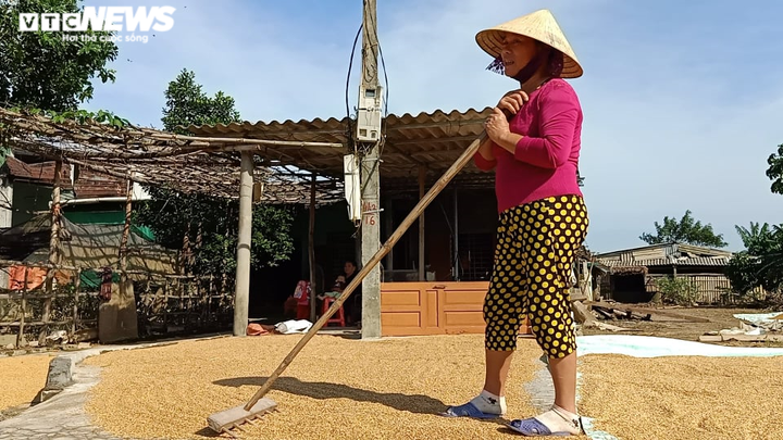 Người dân vùng lũ Hà Tĩnh xót xa nhìn thóc nảy mầm trắng xóa - 2