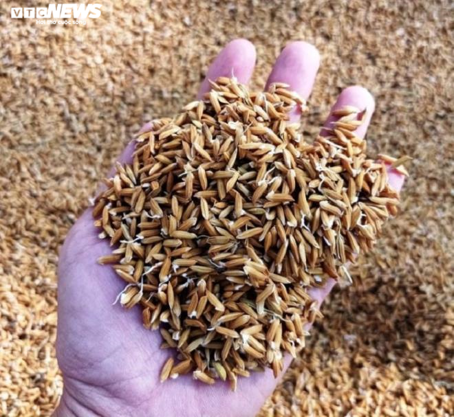 Người dân vùng lũ Hà Tĩnh xót xa nhìn thóc nảy mầm trắng xóa - 3