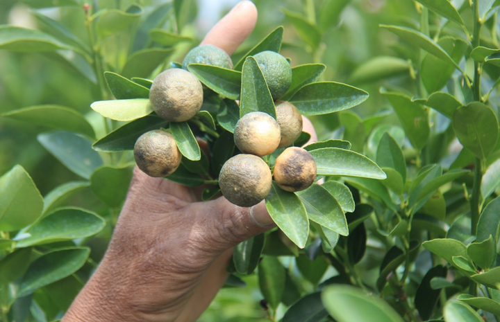 Nông dân trồng quất tại Hội An nguy cơ trắng tay sau mưa lũ - 4