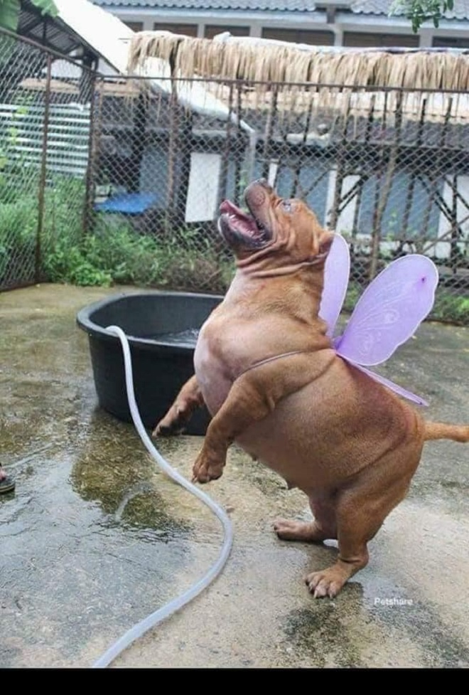 Thích làm bướm nhưng lại đầu thai thành chó - 2