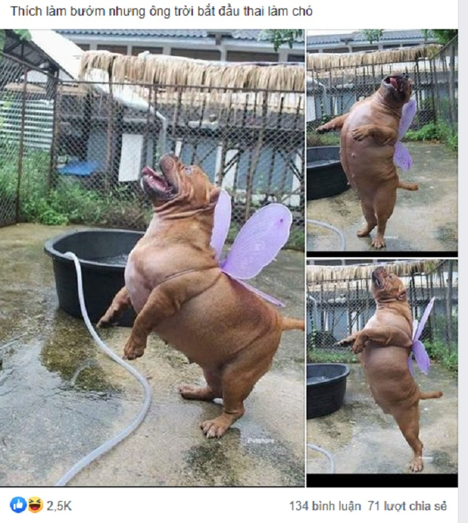 Thích làm bướm nhưng lại đầu thai thành chó - 1