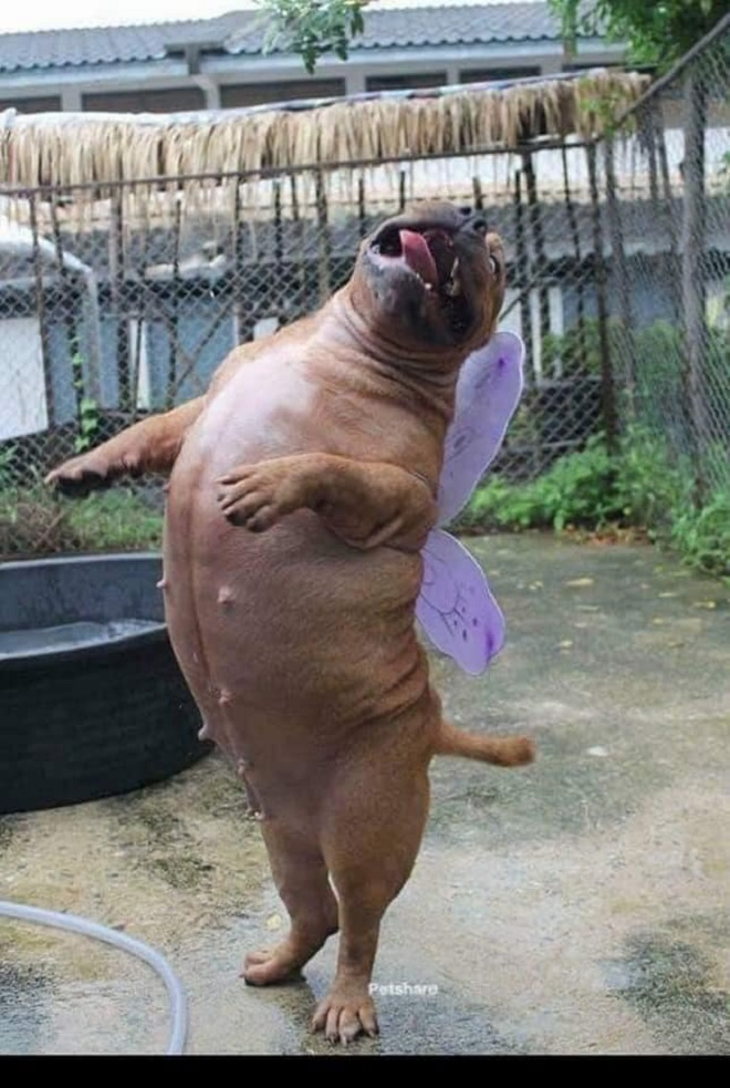 Thích làm bướm nhưng lại đầu thai thành chó - 3