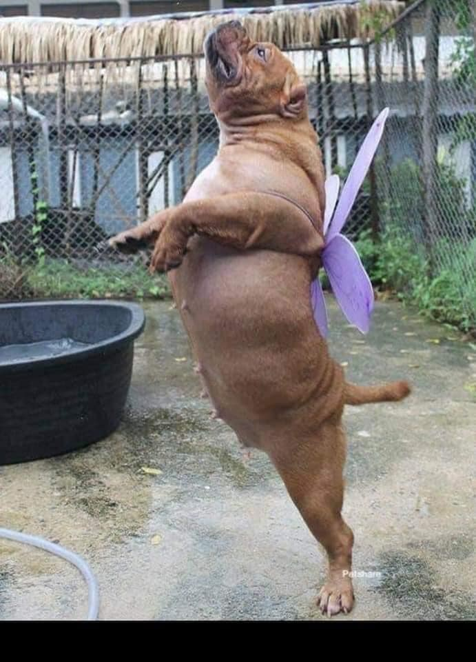 Thích làm bướm nhưng lại đầu thai thành chó - 4