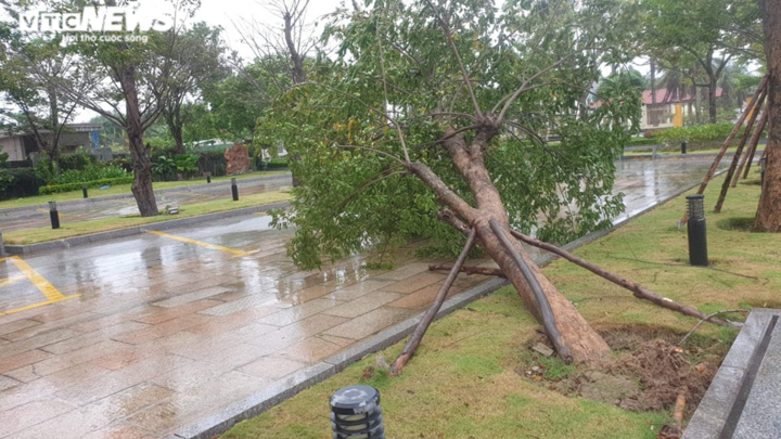 Ảnh: Gió rít liên hồi quật ngã hàng loạt cây xanh ở Đà Nẵng, Quảng Nam - 1