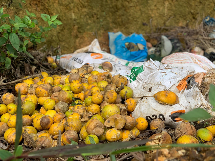 Xót xa cam đặc sản thối rụng đầy vườn sau mưa lũ ở Hà Tĩnh - 6