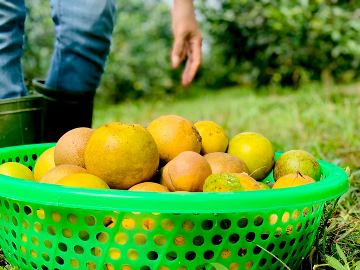 Xót xa cam đặc sản thối rụng đầy vườn sau mưa lũ ở Hà Tĩnh - 5