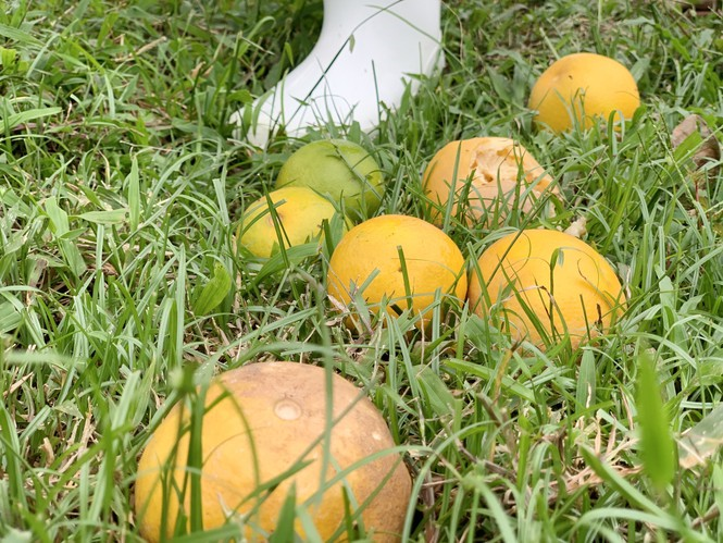 Xót xa cam đặc sản thối rụng đầy vườn sau mưa lũ ở Hà Tĩnh - 7