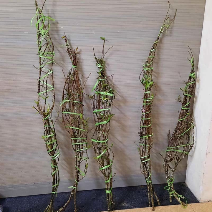 Dân Hà thành tới tấp đặt mua đào rừng nở giữa thu - 2