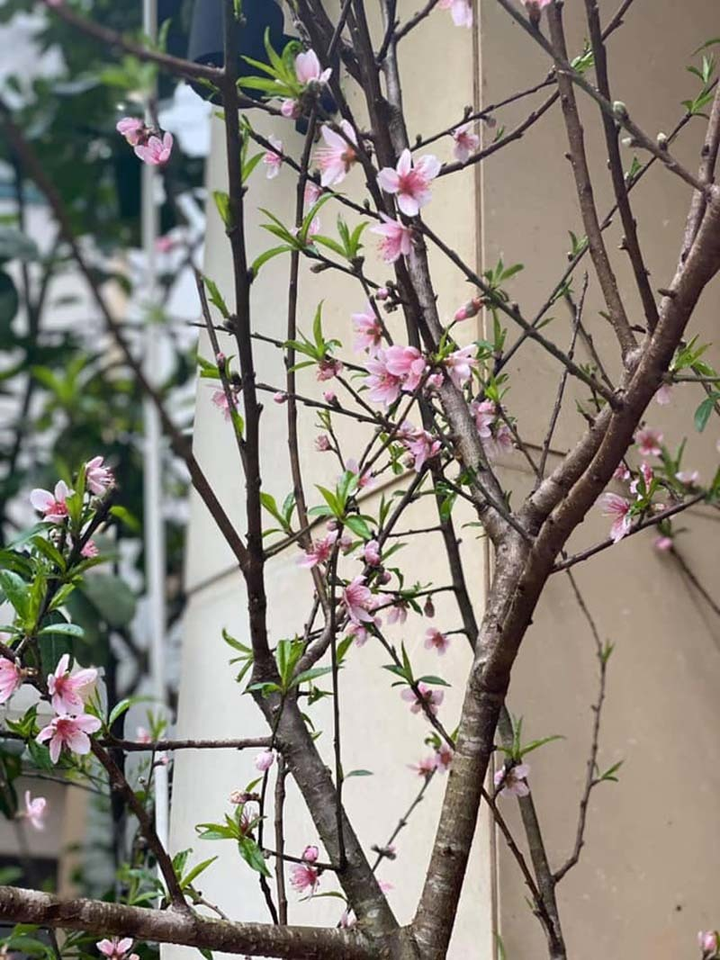 Dân Hà thành tới tấp đặt mua đào rừng nở giữa thu - 1