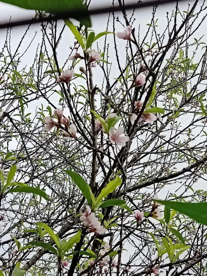 Dân Hà thành tới tấp đặt mua đào rừng nở giữa thu - 3