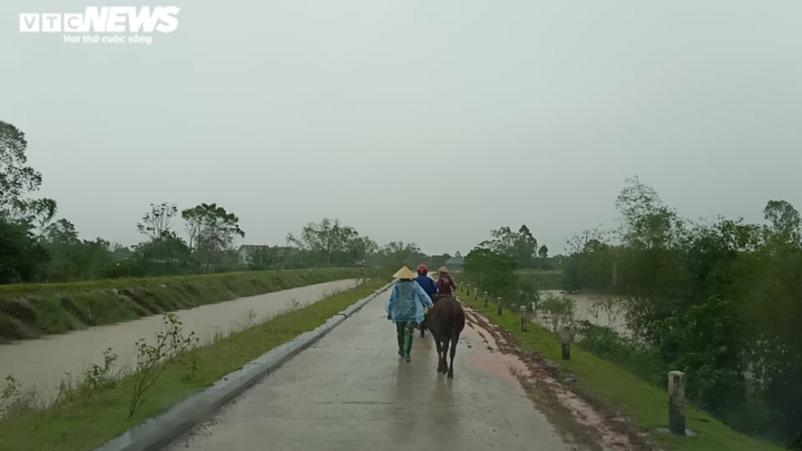Ảnh: Người Hà Tĩnh tất bật dắt trâu bò chạy lũ - 3