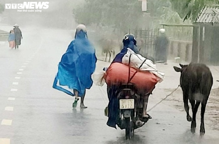 Ảnh: Người Hà Tĩnh tất bật dắt trâu bò chạy lũ - 1
