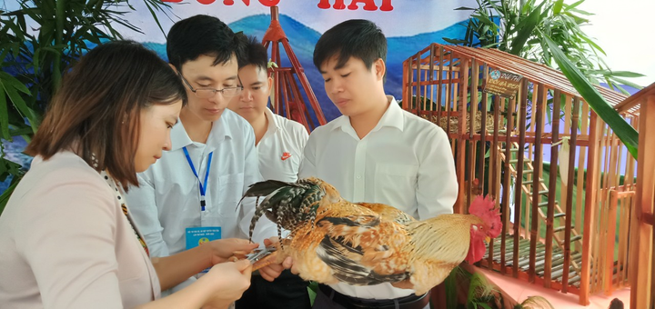 Quảng Ninh tổ chức cuộc thi Vua gà, gà đẹp - 1