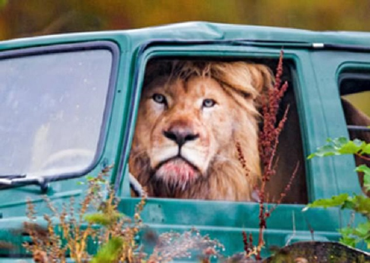 Ngồi chễm chệ trên ghế lái, sư tử định đi săn trên xe địa hình? - 1