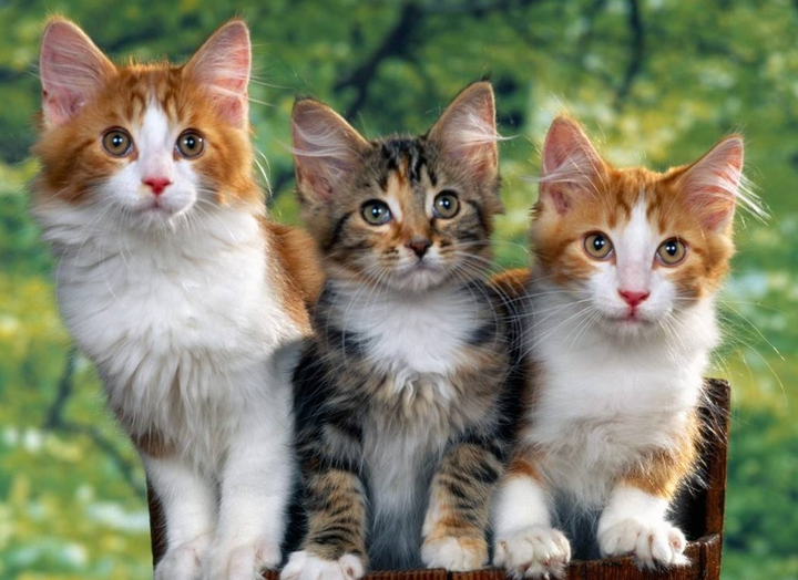 Tử vi tháng 11/2020 của 12 con giáp: Tuổi Tý được tăng lương, thăng chức - 2