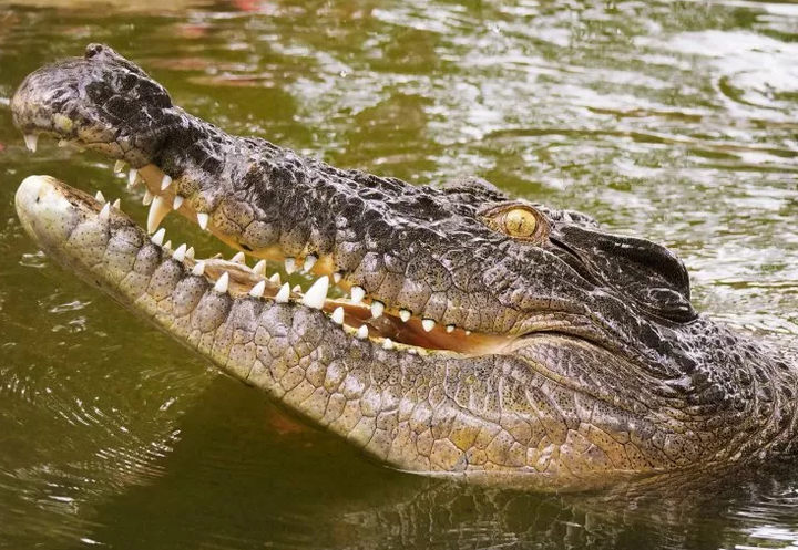 Ngư dân cạnh tranh quyết liệt giành 10.000 USD với cá sấu - 1