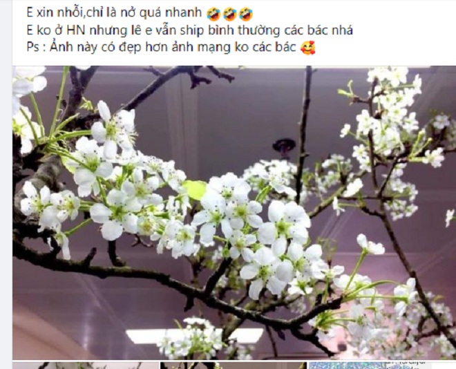 Hoa lê, đào rừng nở sớm hút khách Hà thành, người bán 'hốt bạc' - 1