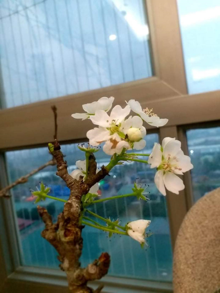 Hoa lê, đào rừng nở sớm hút khách Hà thành, người bán 'hốt bạc' - 3