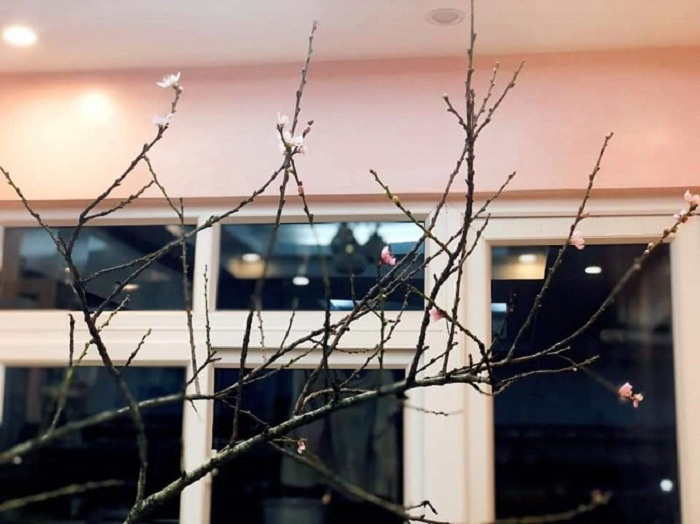 Hoa lê, đào rừng nở sớm hút khách Hà thành, người bán 'hốt bạc' - 4