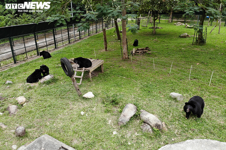 Ảnh: Giải cứu thành công hai con gấu ngựa quý hiếm bị nuôi nhốt 20 năm - 9