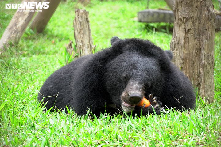 Ảnh: Giải cứu thành công hai con gấu ngựa quý hiếm bị nuôi nhốt 20 năm - 10