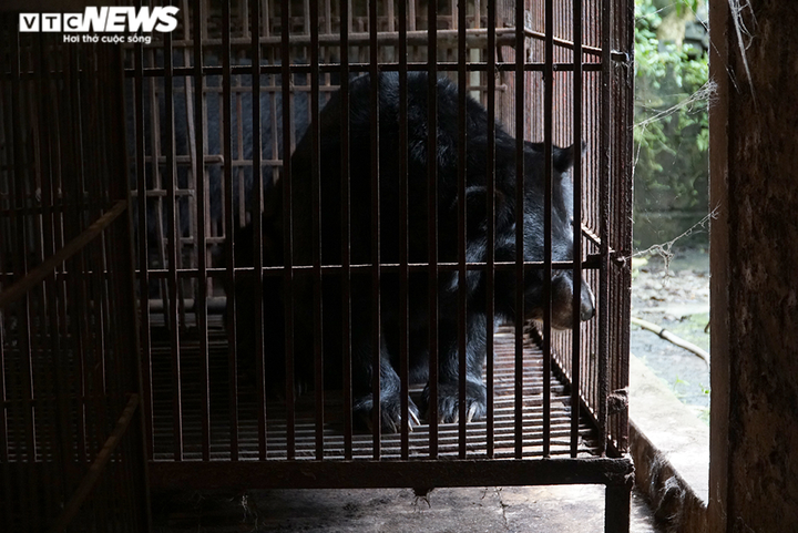 Ảnh: Giải cứu thành công hai con gấu ngựa quý hiếm bị nuôi nhốt 20 năm - 2