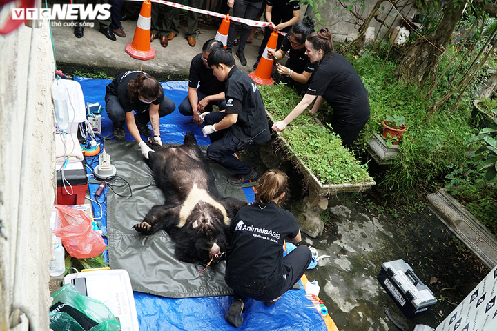 Ảnh: Giải cứu thành công hai con gấu ngựa quý hiếm bị nuôi nhốt 20 năm - 4