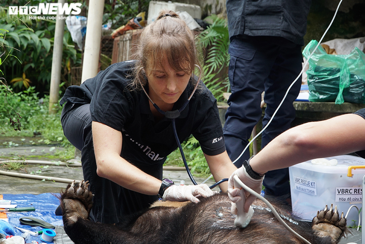 Ảnh: Giải cứu thành công hai con gấu ngựa quý hiếm bị nuôi nhốt 20 năm - 5