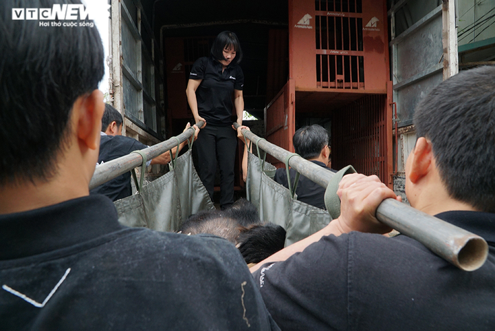 Ảnh: Giải cứu thành công hai con gấu ngựa quý hiếm bị nuôi nhốt 20 năm - 6