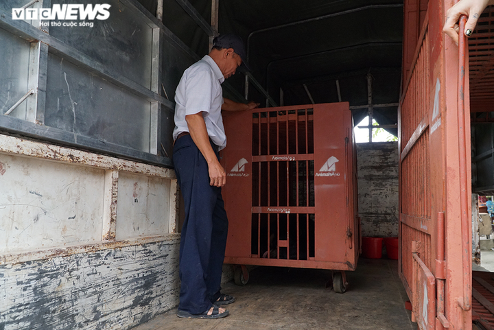 Ảnh: Giải cứu thành công hai con gấu ngựa quý hiếm bị nuôi nhốt 20 năm - 7