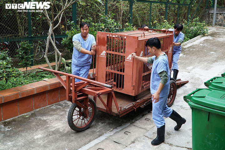 Ảnh: Giải cứu thành công hai con gấu ngựa quý hiếm bị nuôi nhốt 20 năm - 8