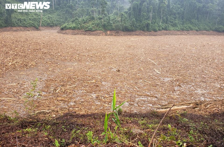 Gỗ, củi nổi ken đặc lòng hồ thủy điện Đăk Mi 4: Hạt Kiểm lâm Phước Sơn nói gì? - 1