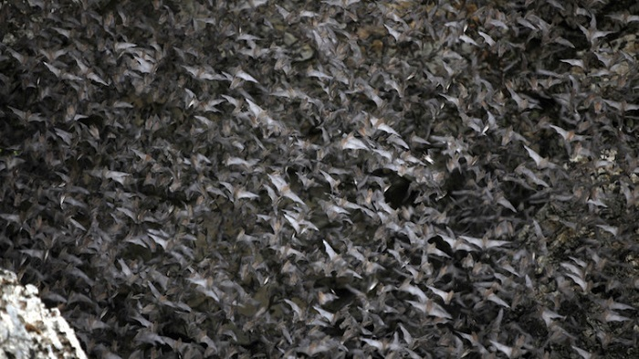 Phát hiện chủng virus Corona mới giống SARS-CoV-2 trong phân dơi ở Nhật Bản - 1