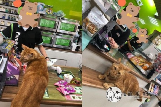 Dân mạng mê tít chú mèo đeo 'thẻ căn cước' tự ra cửa hàng mua đồ - 2