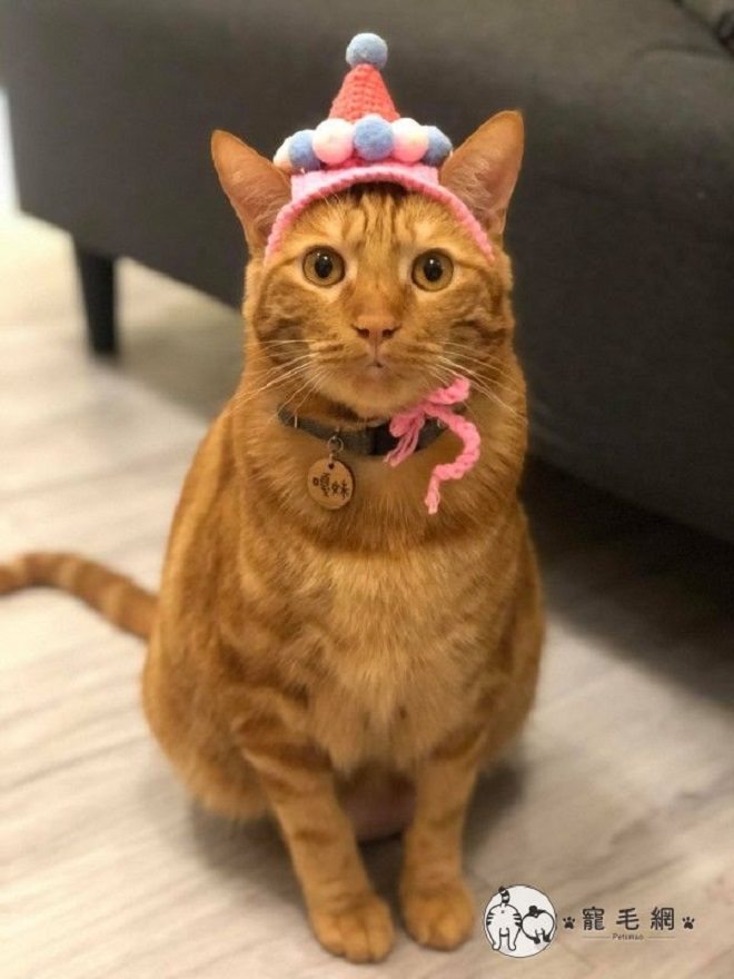 Dân mạng mê tít chú mèo đeo 'thẻ căn cước' tự ra cửa hàng mua đồ - 5