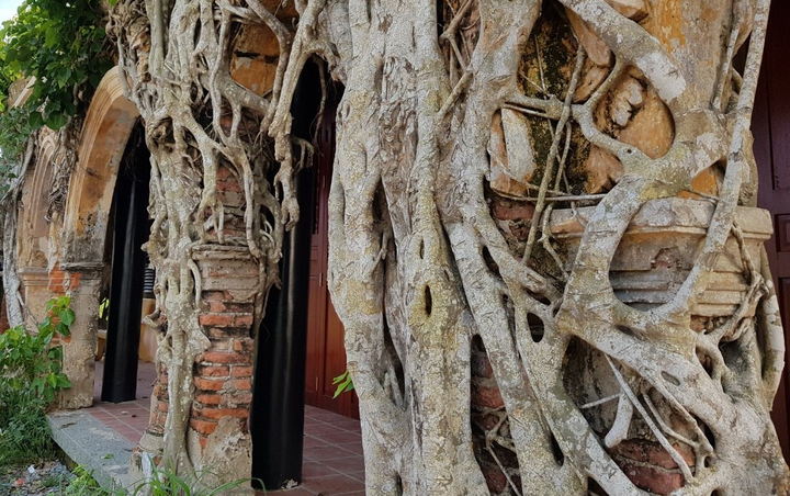 Kỳ lạ ngôi đình được ôm chặt bởi 2 cây bồ đề ở miền Tây - 2