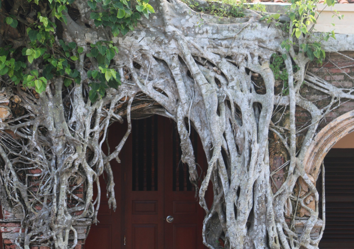 Kỳ lạ ngôi đình được ôm chặt bởi 2 cây bồ đề ở miền Tây - 3